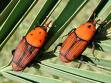 The Red Palm Weevil in Murcia, Spain,  important information for residents